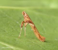 Attēlu rezultāti vaicājumam “Caloptilia hemidactylella”