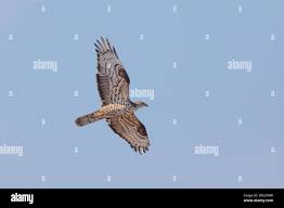 Attēlu rezultāti vaicājumam “Pernis apivorus adult”