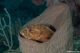 Image result for Cephalopholis cruentata