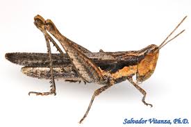 Attēlu rezultāti vaicājumam “Acrididae”