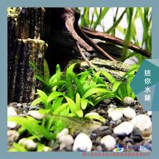 「水蘭」的圖片搜尋結果