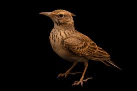 Attēlu rezultāti vaicājumam “Galerida cristata”