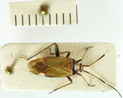 Attēlu rezultāti vaicājumam “Adelphocoris seticornis”