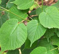 Attēlu rezultāti vaicājumam “Tilia x vulgaris”