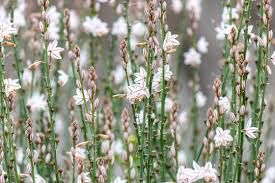 Image result for Asphodelus fistulosus