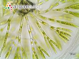 Attēlu rezultāti vaicājumam “Chaetophora pisiformis”