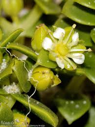 Attēlu rezultāti vaicājumam “Honckenya peploides bud”