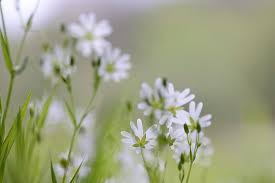 Attēlu rezultāti vaicājumam “Stellaria holostea fruit”