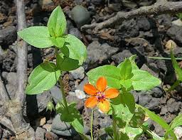 Image result for Anagallis arvensis