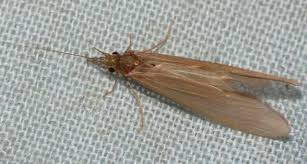 Attēlu rezultāti vaicājumam “Oecetis ochracea”