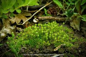 Attēlu rezultāti vaicājumam “Physcomitrium pyriforme sporophyte”