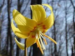 Attēlu rezultāti vaicājumam “Erythronium sibiricum flower”
