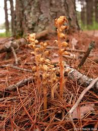 Attēlu rezultāti vaicājumam “Monotropa hypopitys”