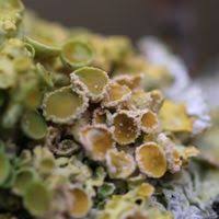 Attēlu rezultāti vaicājumam “Erythricium aurantiacum”