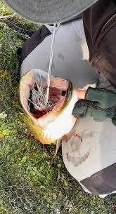 Image result for Fenland Flyers