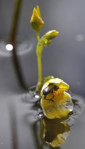 Attēlu rezultāti vaicājumam “Utricularia intermedia bud”