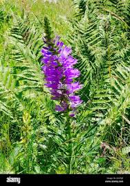 Image result for Campanula spicata