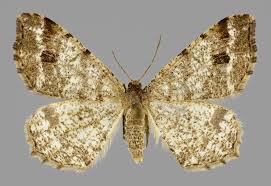 Attēlu rezultāti vaicājumam “Macaria signaria”