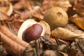 Attēlu rezultāti vaicājumam “Aesculus x hybrida fruit”