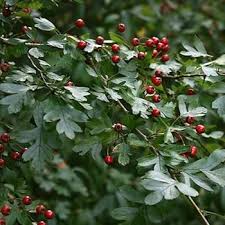 Attēlu rezultāti vaicājumam “Crataegus monogyna subsp. nordica”