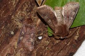 Attēlu rezultāti vaicājumam “Cerastis leucographa”