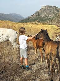 Image result for North Lammermuir Riding Club