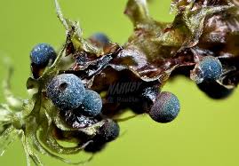Attēlu rezultāti vaicājumam “Lamproderma puncticulatum macro”