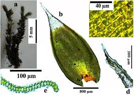 Attēlu rezultāti vaicājumam “Seligeria donniana”