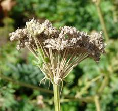 Attēlu rezultāti vaicājumam “Libanotis montana”