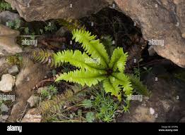 Attēlu rezultāti vaicājumam “Polystichum lonchitis”