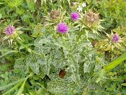 Image result for Silybum marianum