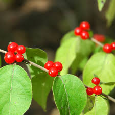 Attēlu rezultāti vaicājumam “Lonicera xylosteum fruit”