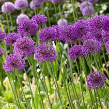 Attēlu rezultāti vaicājumam “Allium holandicum bud”