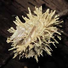 Attēlu rezultāti vaicājumam “Akanthomyces aculeatus”