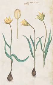 Attēlu rezultāti vaicājumam “Tulipa sylvestris”