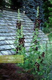 Image result for Alcea rosea nigra