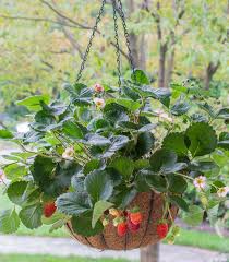 Attēlu rezultāti vaicājumam “Fragaria x ananassa flower”