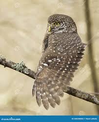 Attēlu rezultāti vaicājumam “Glaucidium passerinum adult”