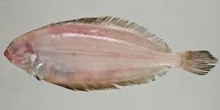 Image result for Glyptocephalus cynoglossus