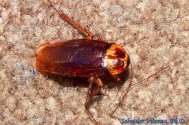 Image result for periplaneta americana