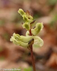 Attēlu rezultāti vaicājumam “Corydalis cava fruit”