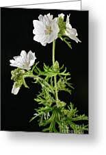 Attēlu rezultāti vaicājumam “Malva moschata alba”