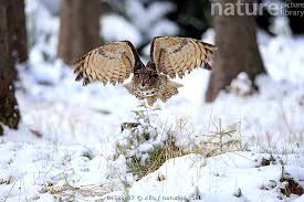 Attēlu rezultāti vaicājumam “Bubo bubo adult”