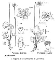 Attēlu rezultāti vaicājumam “Parnassia palustris leaf”
