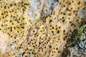 Attēlu rezultāti vaicājumam “Arthonia vinosa”