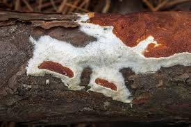 Attēlu rezultāti vaicājumam “Gloeoporus taxicola”