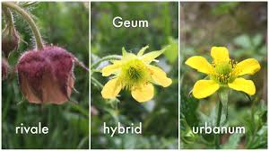 Attēlu rezultāti vaicājumam “Geum x intermedium flower”