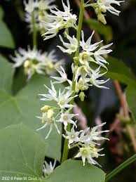 Attēlu rezultāti vaicājumam “Thladiantha dubia flower”