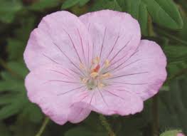 Attēlu rezultāti vaicājumam “Geranium sanguineum”