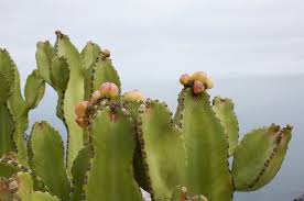 Attēlu rezultāti vaicājumam “Euphorbia cyparissias fruit”
